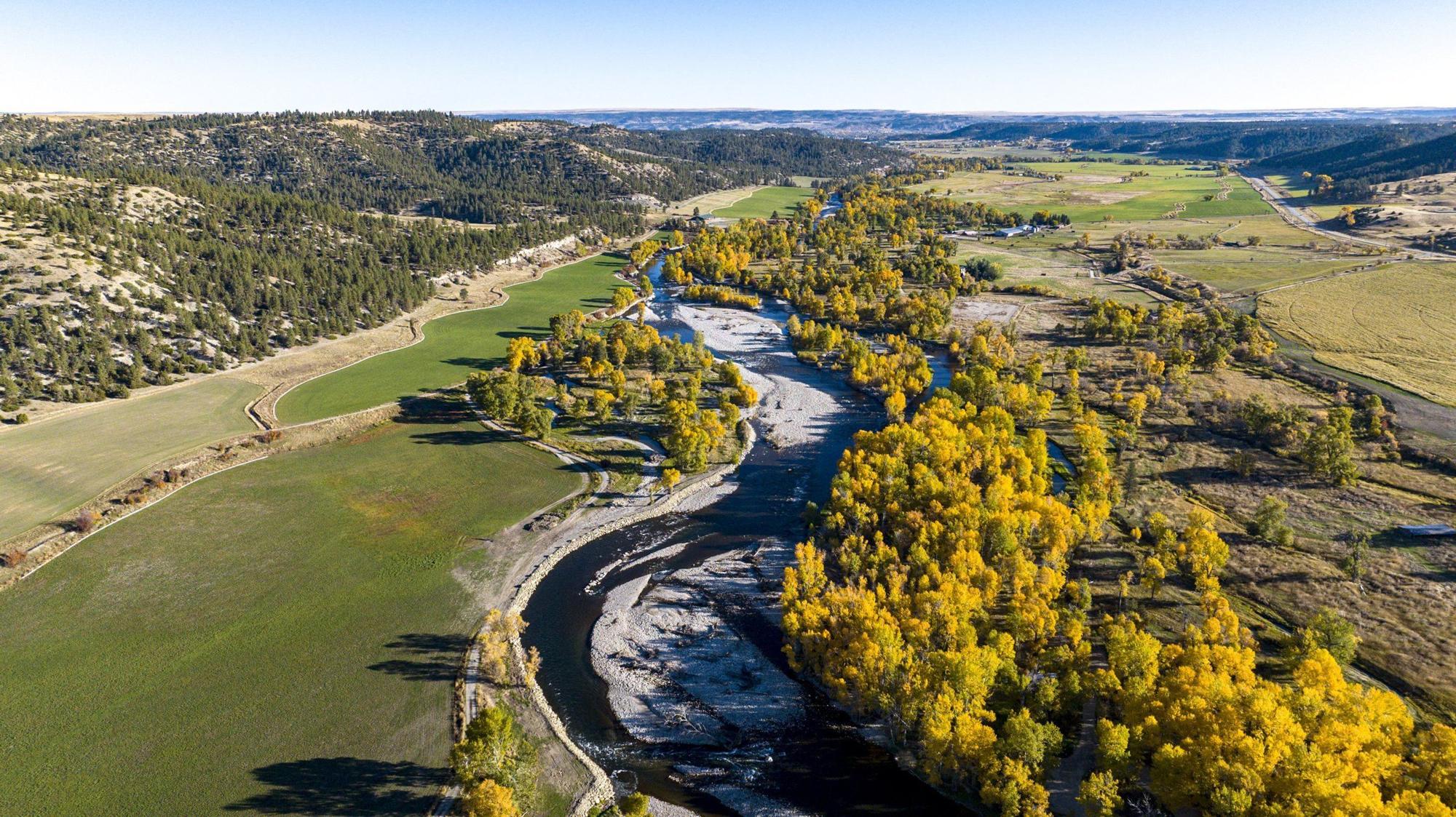 A Montana river through fall cottonwoods beside irrigated hay ground